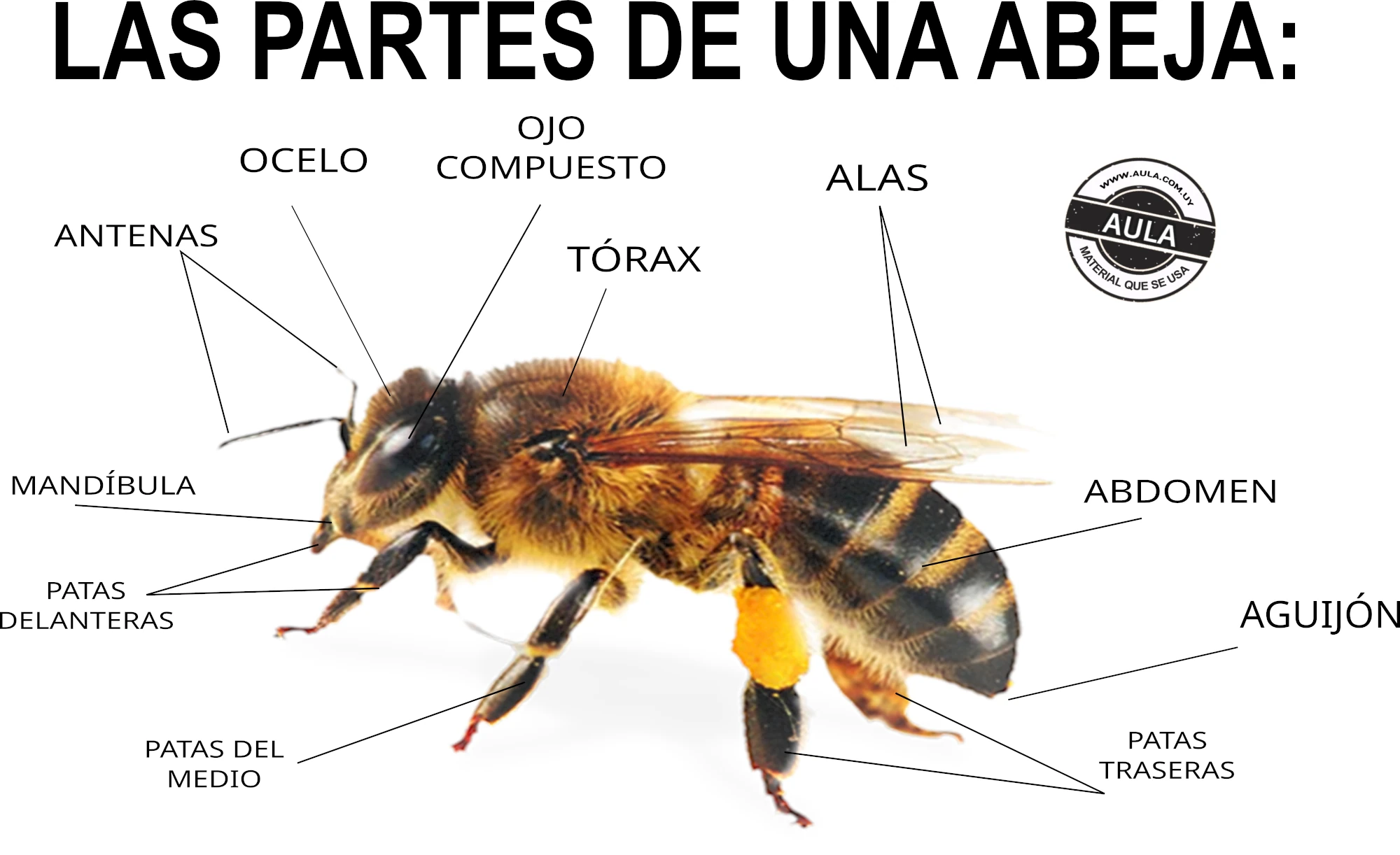 PARTES DE UNA ABEJA