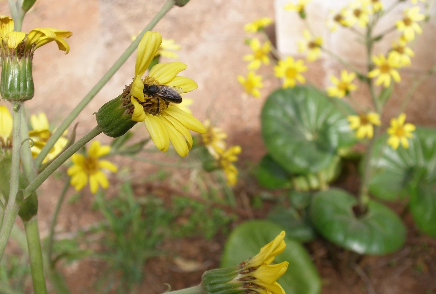 foto huerta