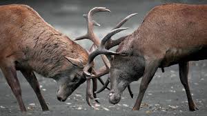 animalespeleando2