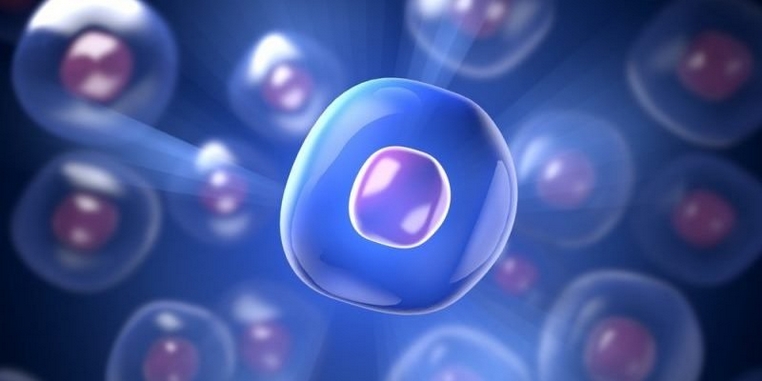 nivel de organizacion de la materia célula