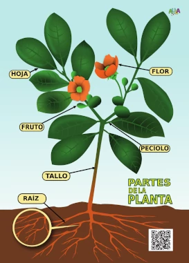 partes de la planta