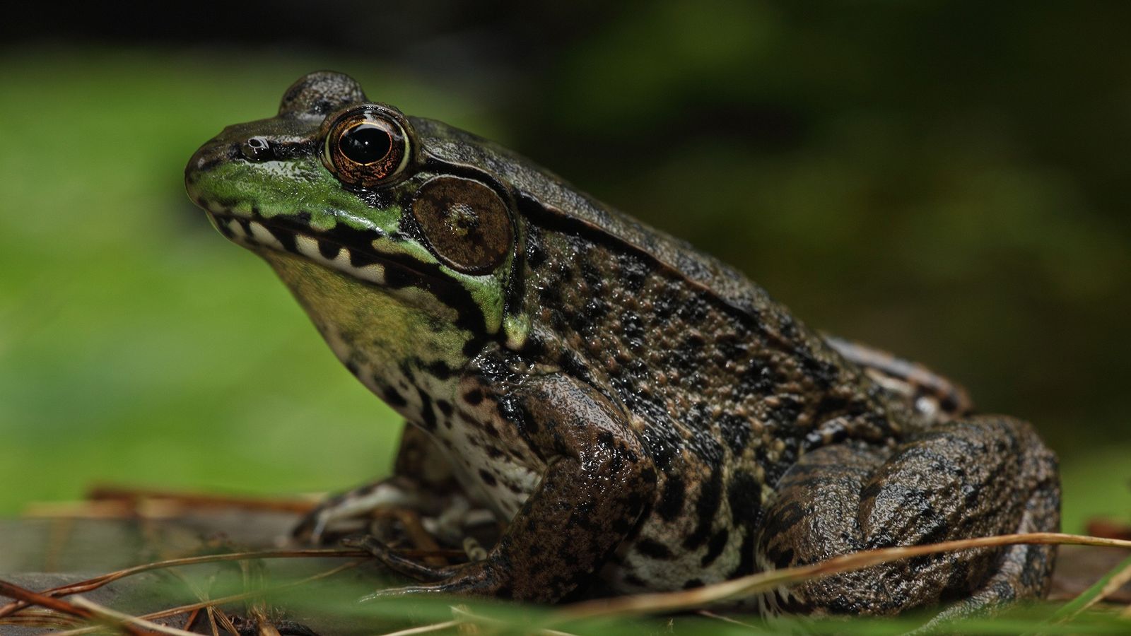 ranas