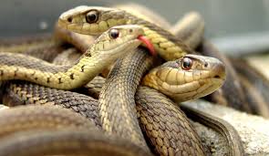 serpientes