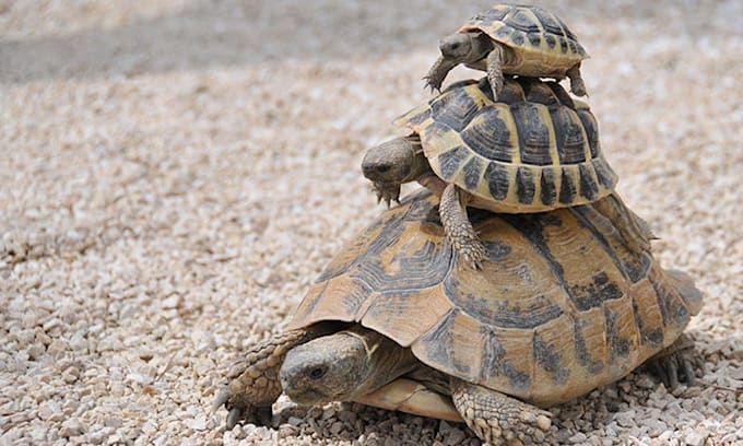 tortugas