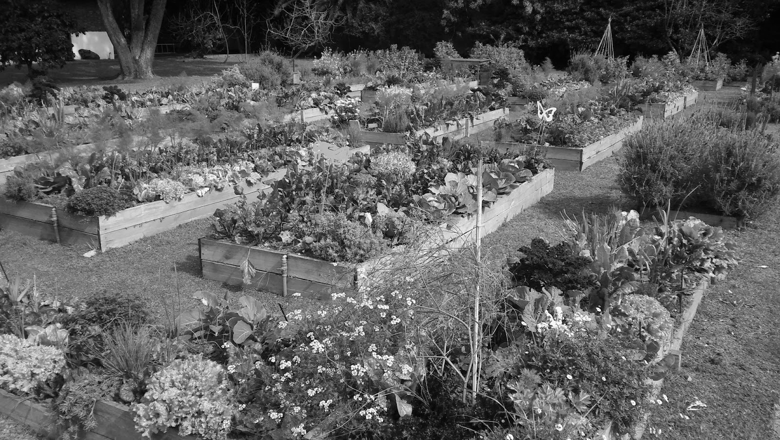 huerta agroecologica