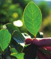 hoja yerba mate
