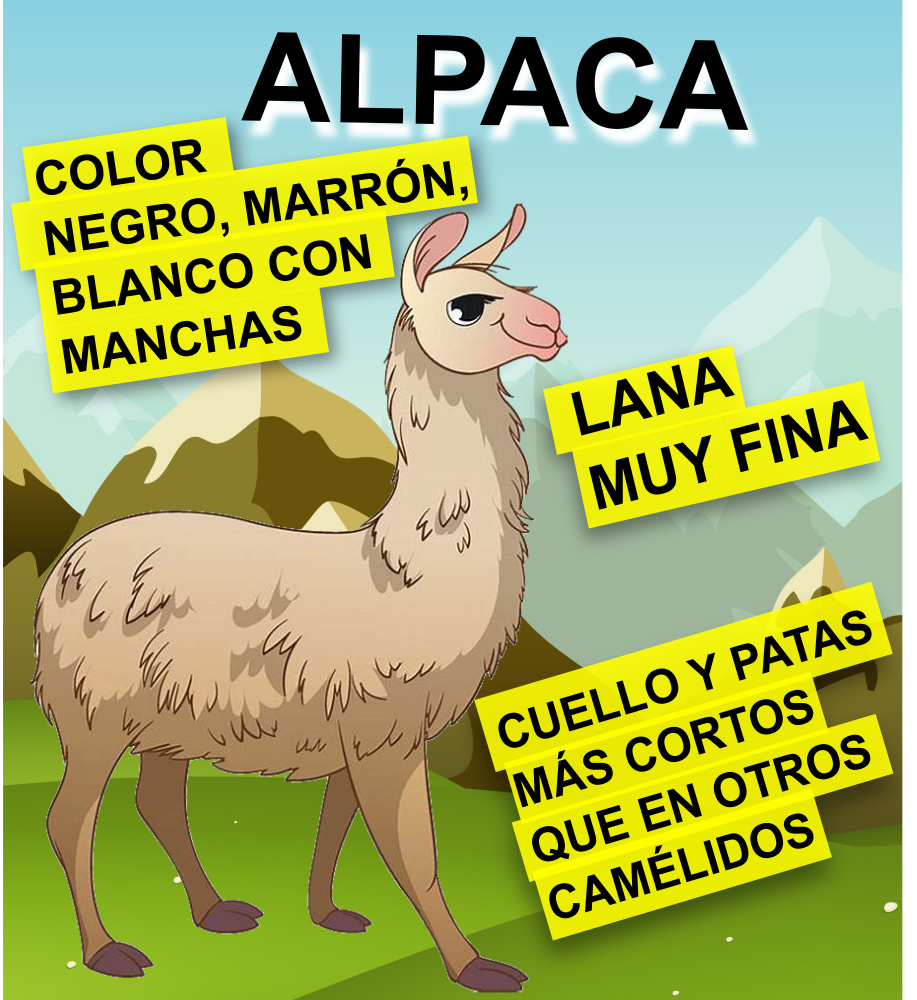 esquema de camelidos