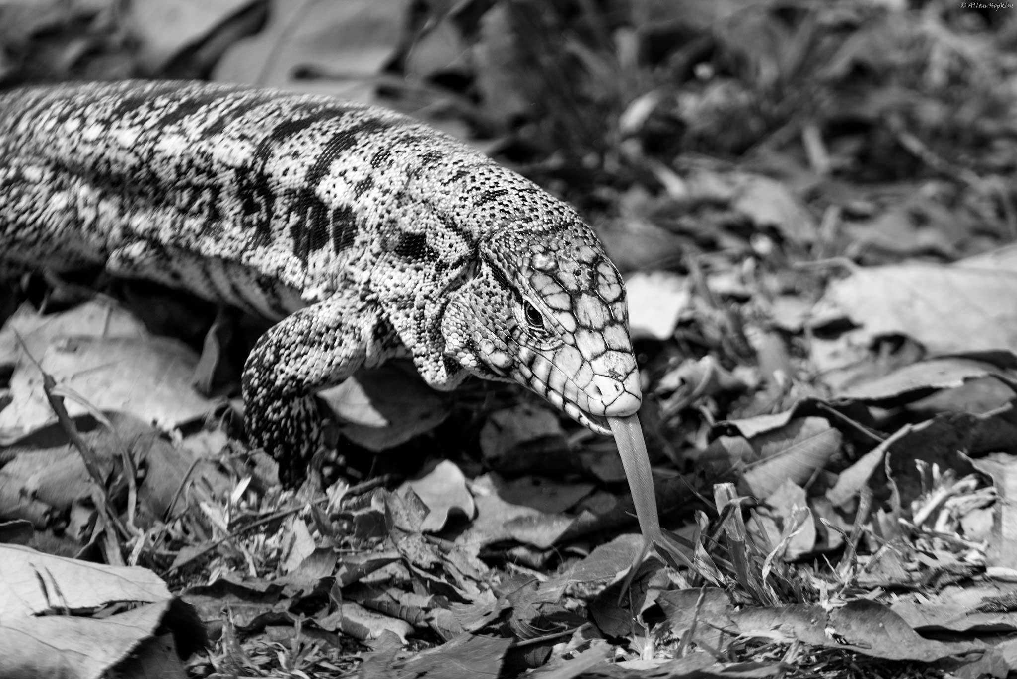 4_lagarto_obero_1.jpg