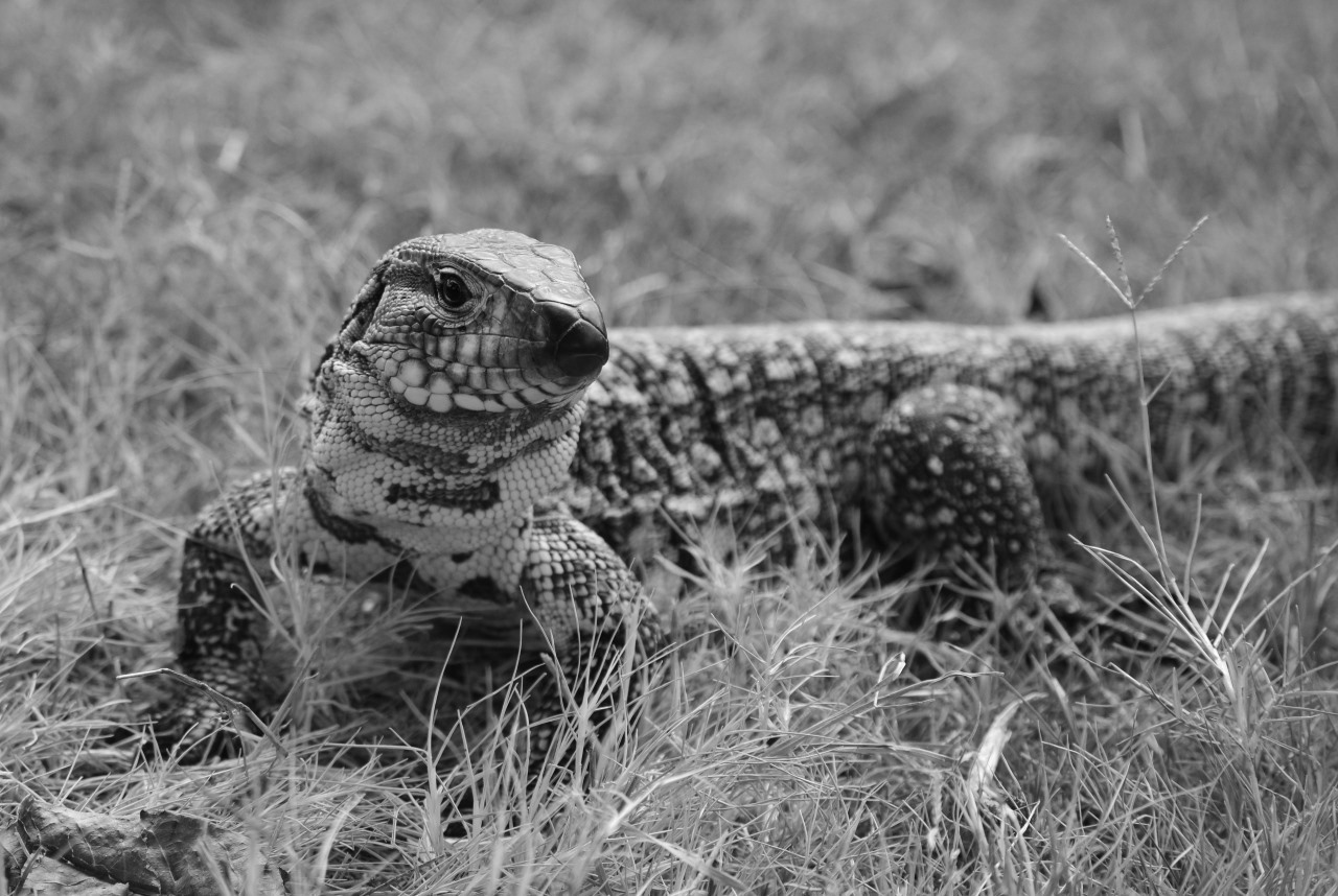 4_lagarto_obero_2.jpeg
