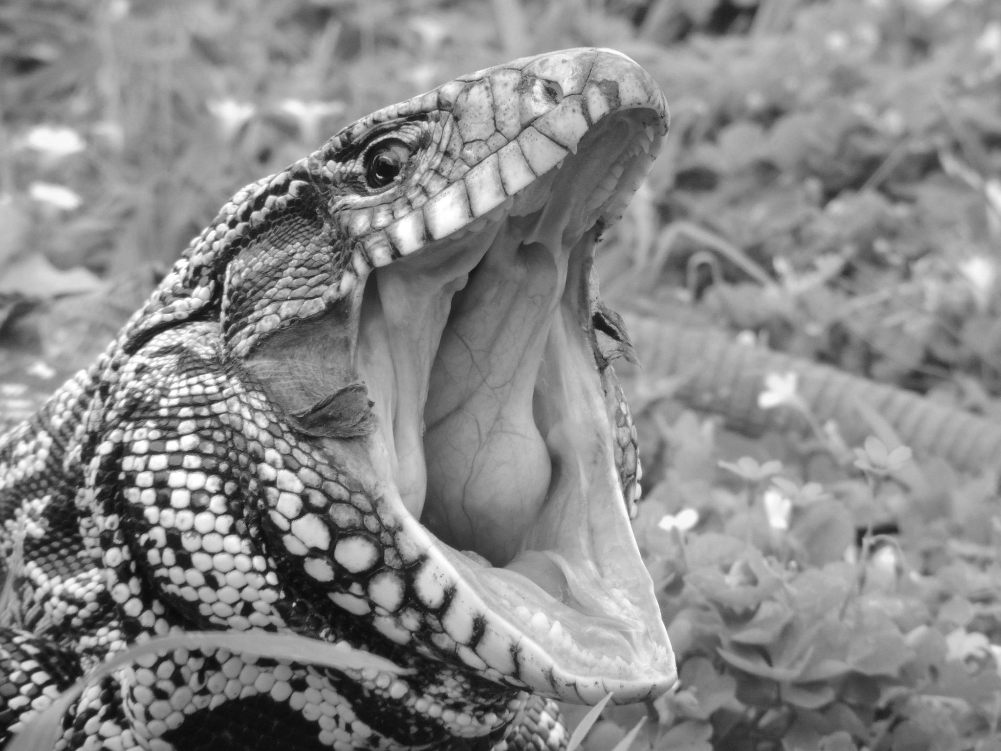 4_lagarto_obero_3.jpeg