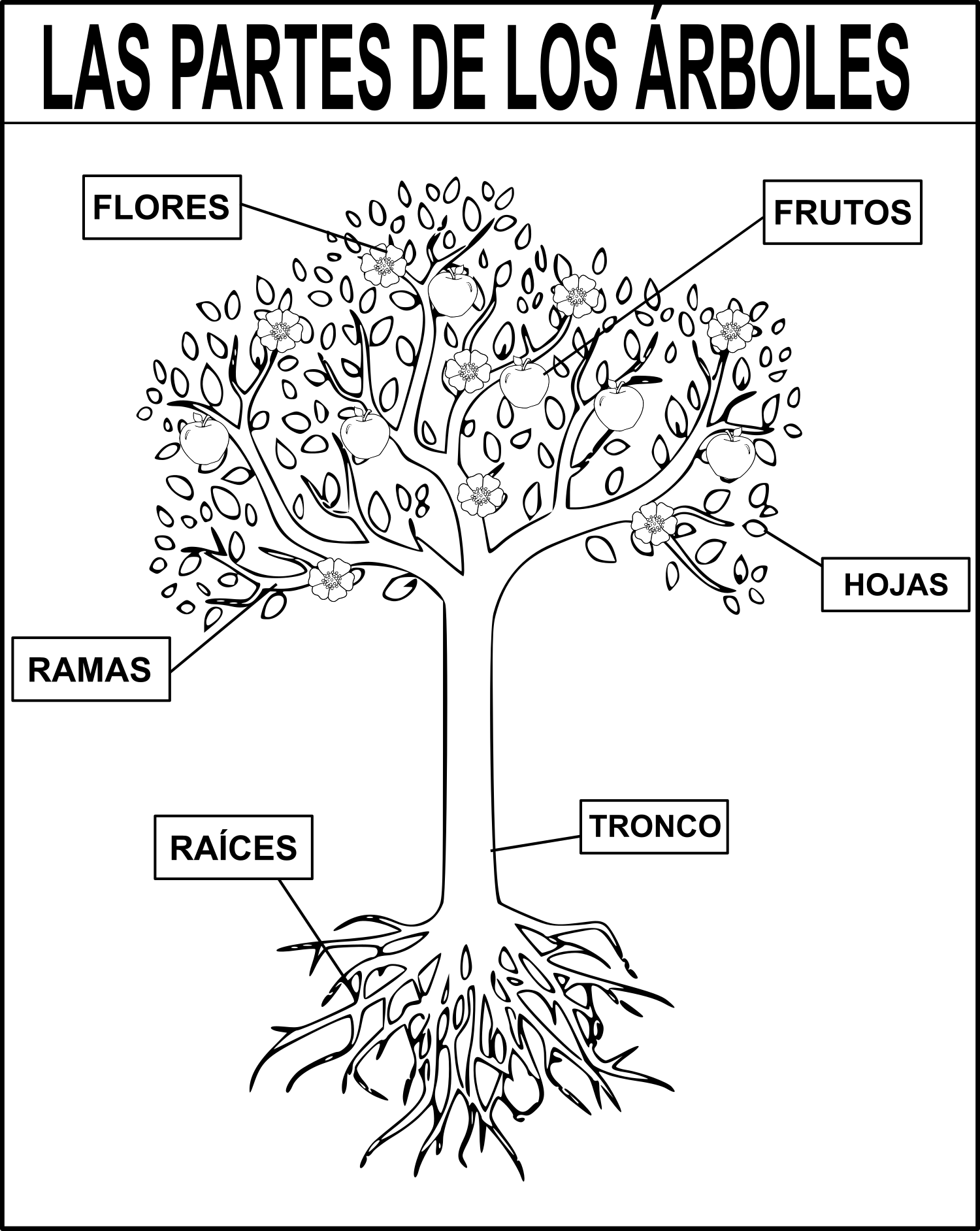 partes_del_árbol.png