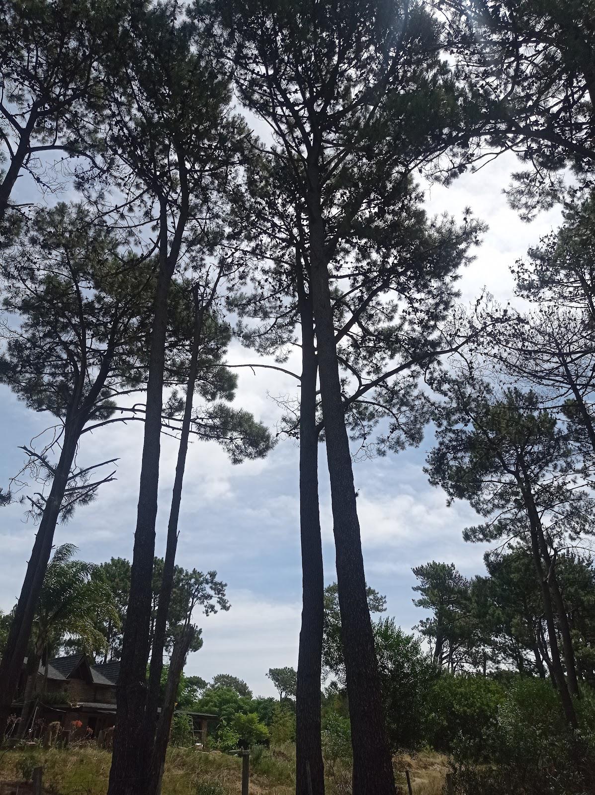 árbol1.jpg
