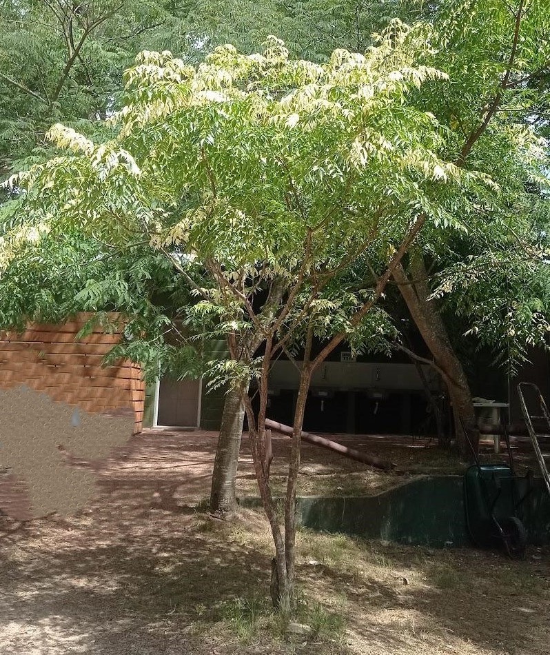 árbol2.jpg
