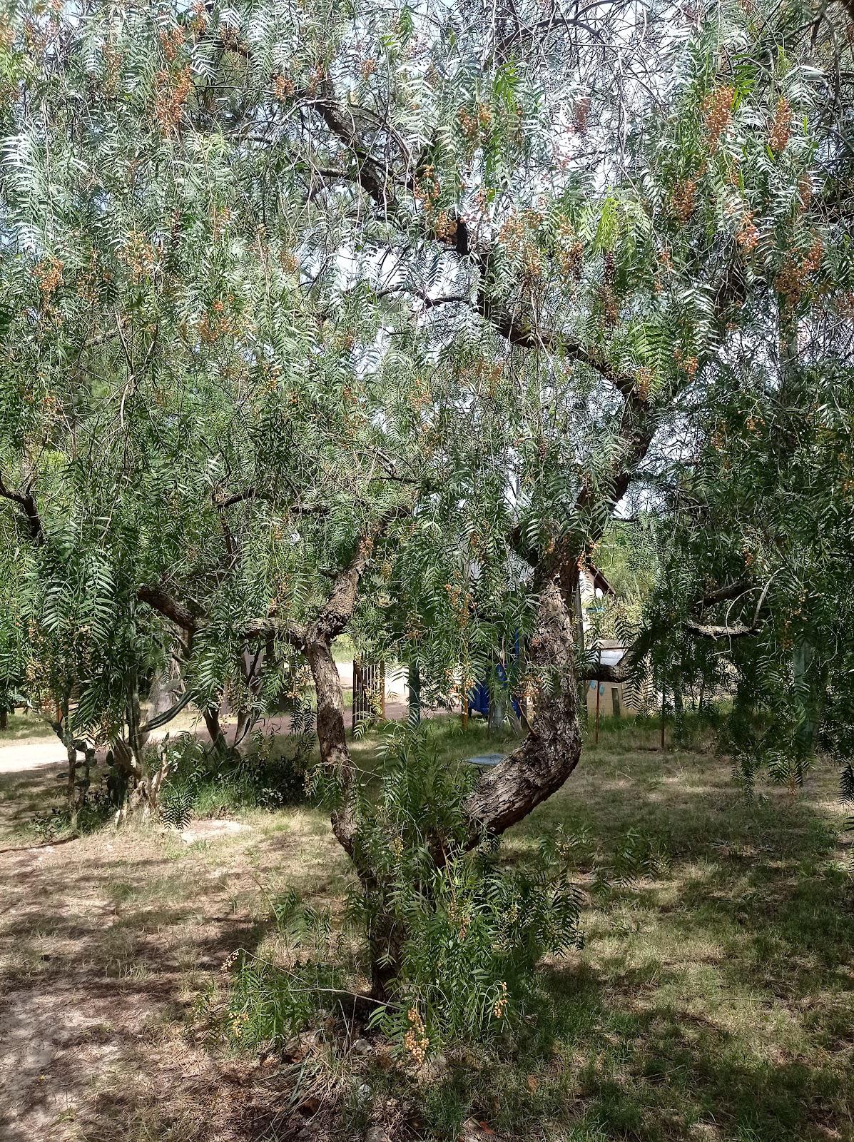 árbol3.jpg