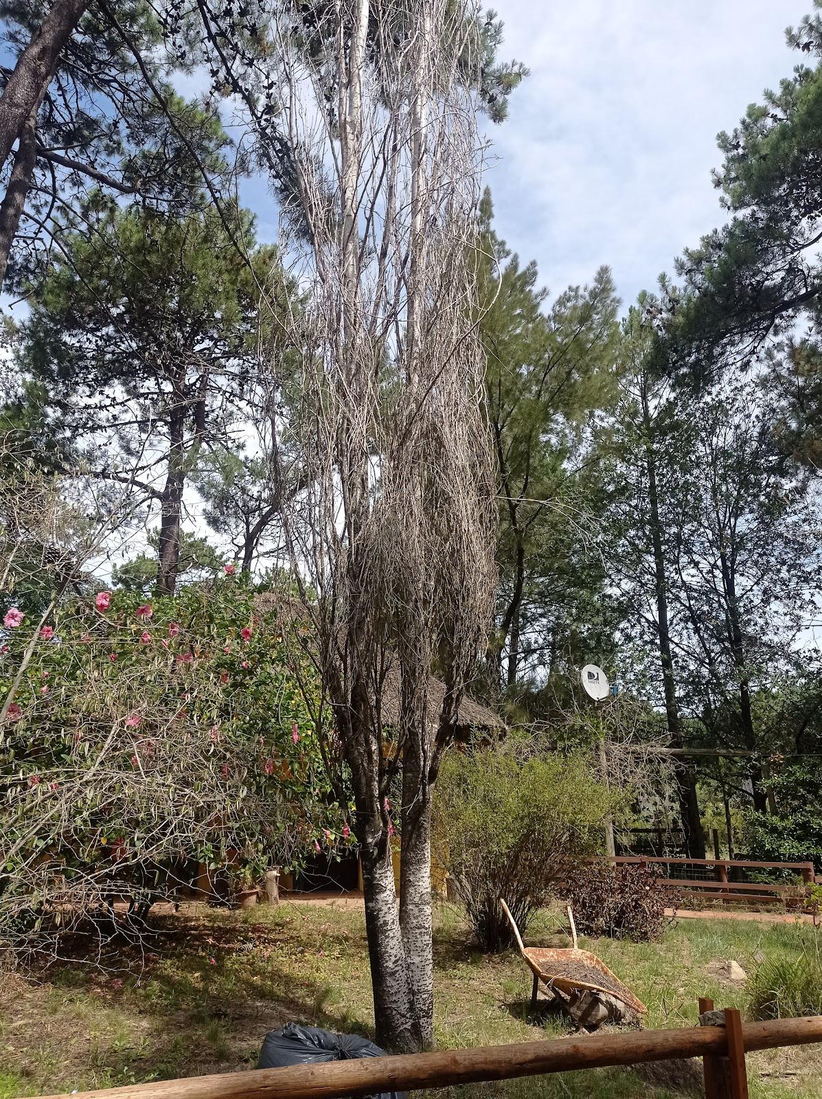 árbol4.jpg
