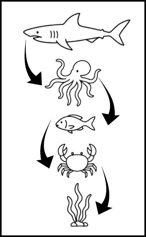 cadena_trofica_r.png