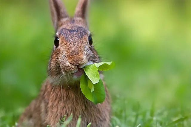 Conejito comiendo