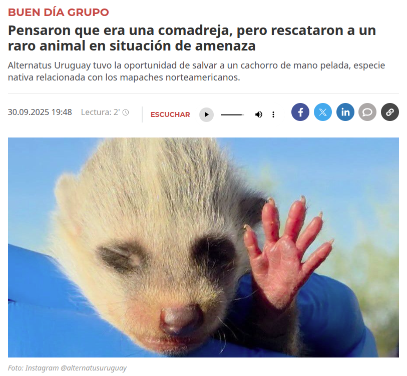 Noticia sobre comadreja