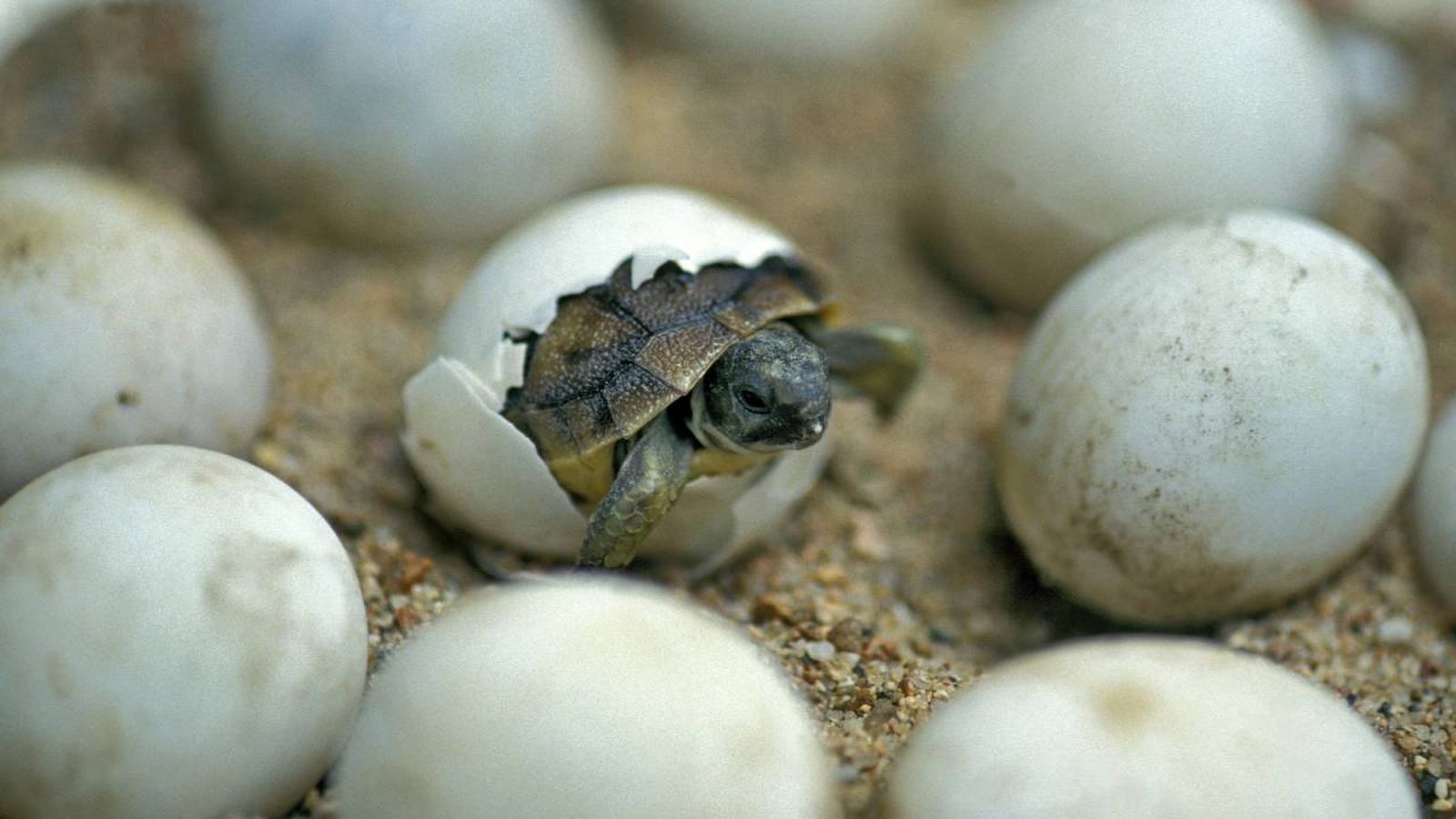 Tortuga saliendo del huevo