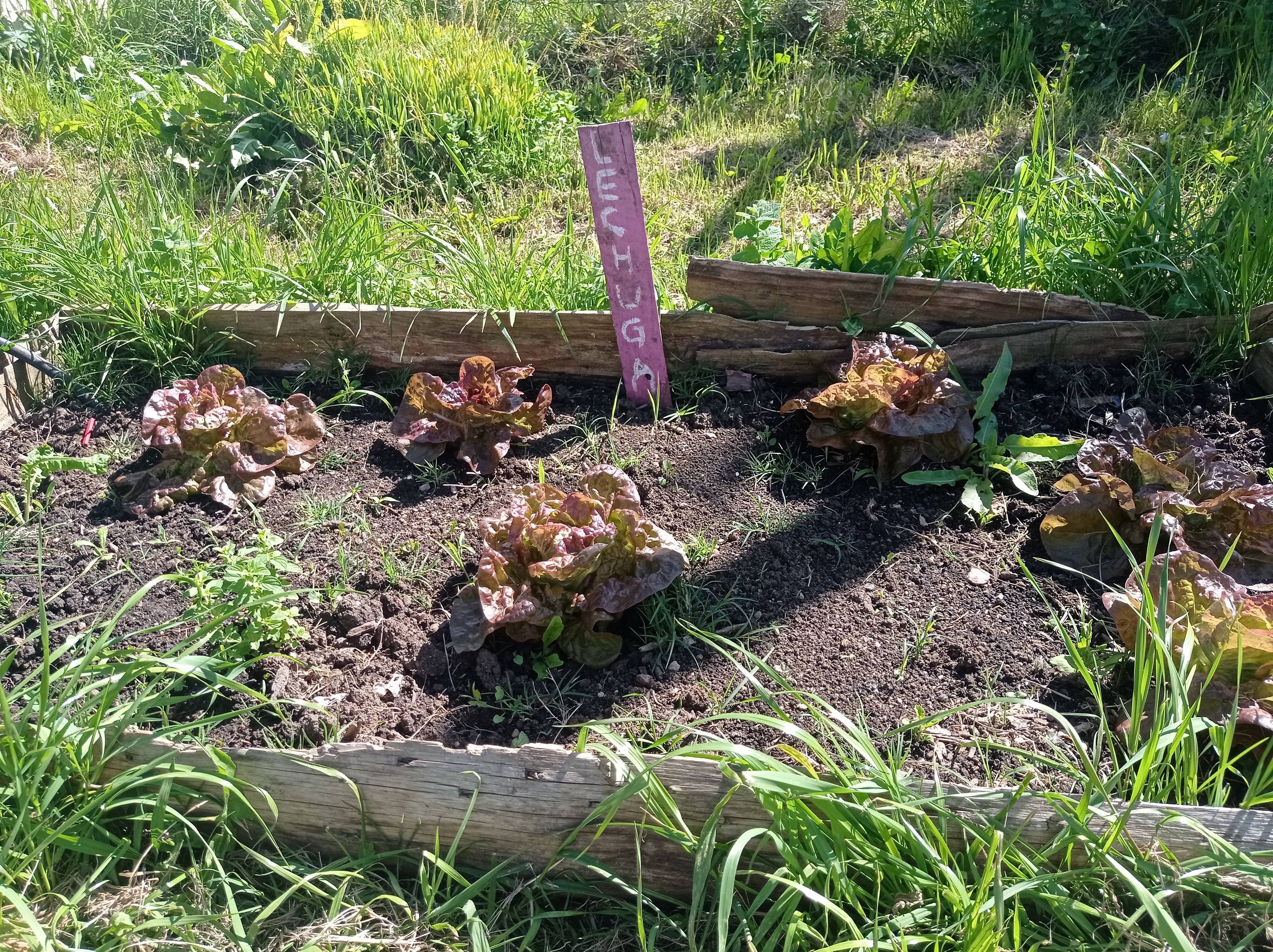 50_lechugas_plantadas.jpg