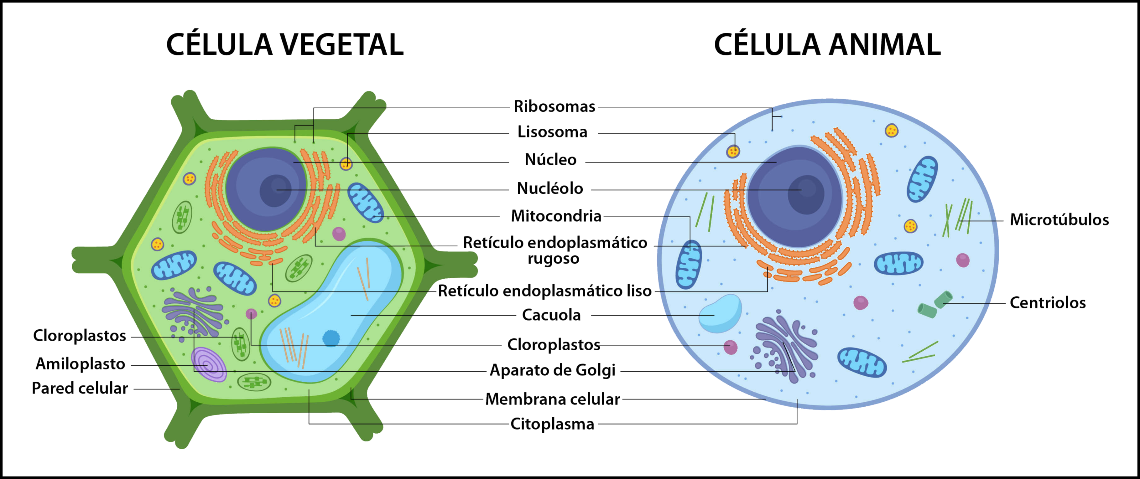 Celula vegetal y animal
