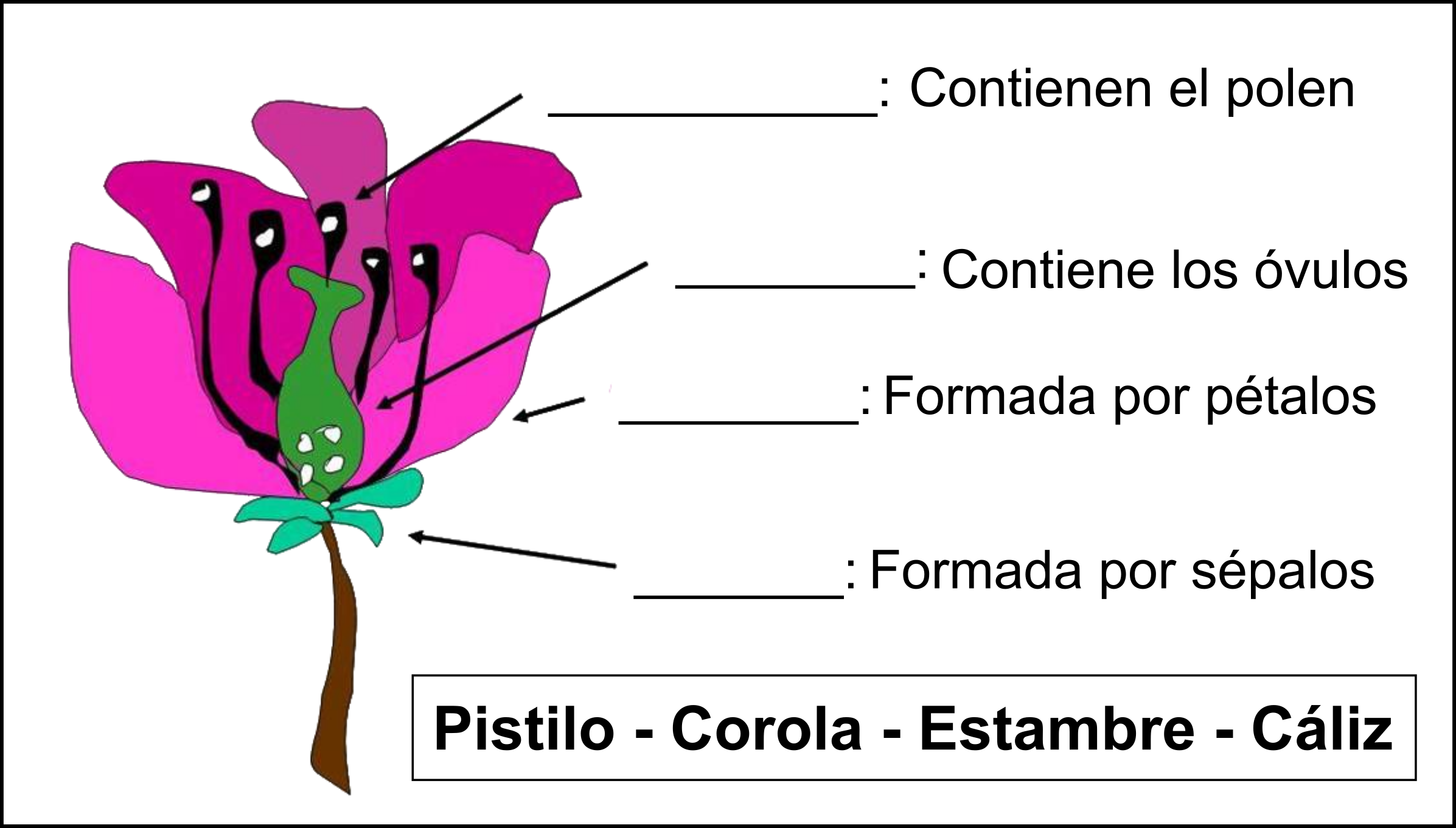 Partes de la flor