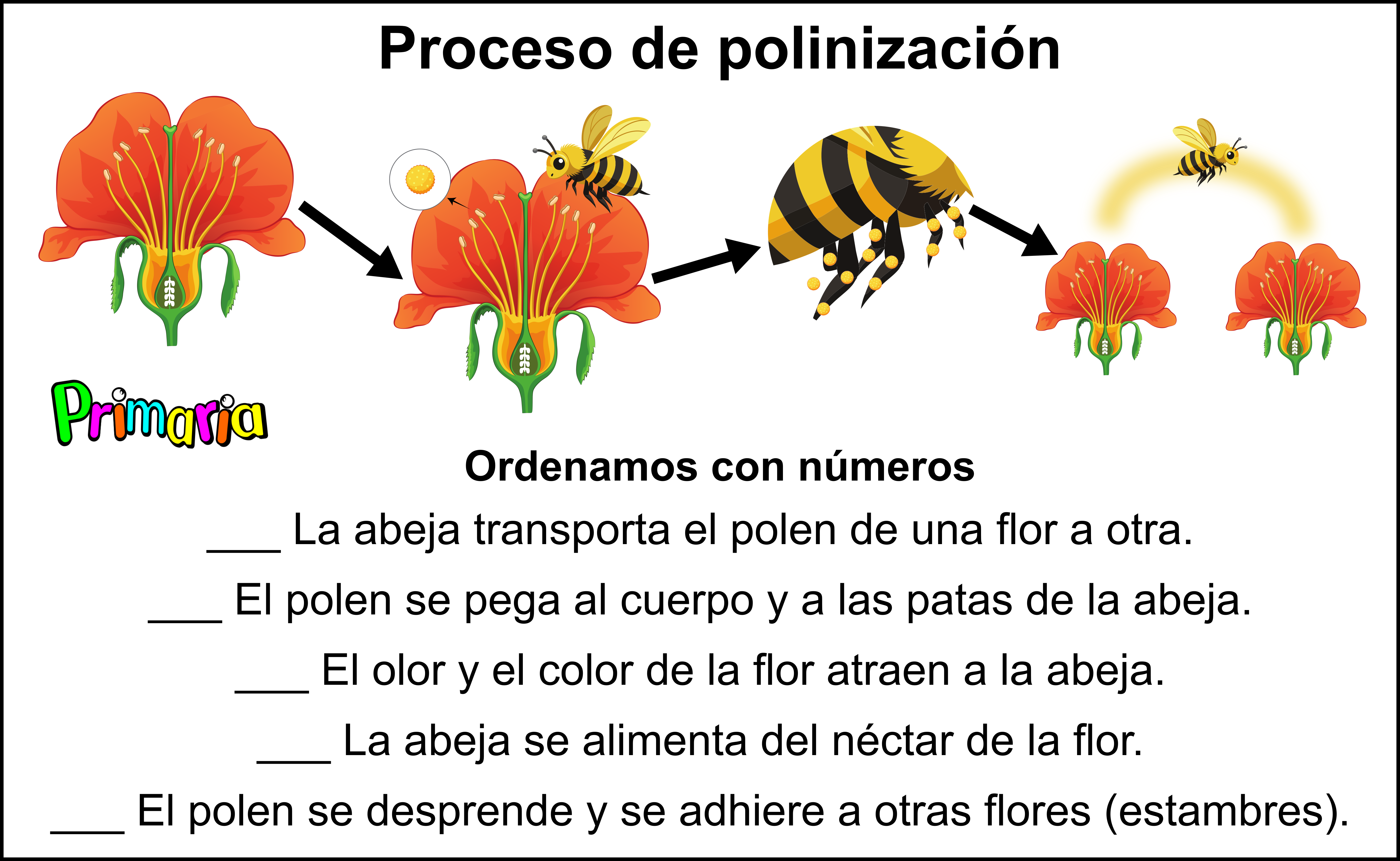 Proceso de polinización