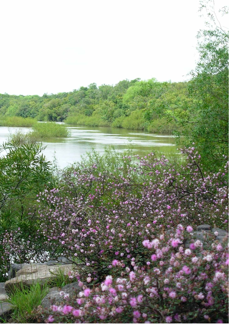 Bosque Ríbereño