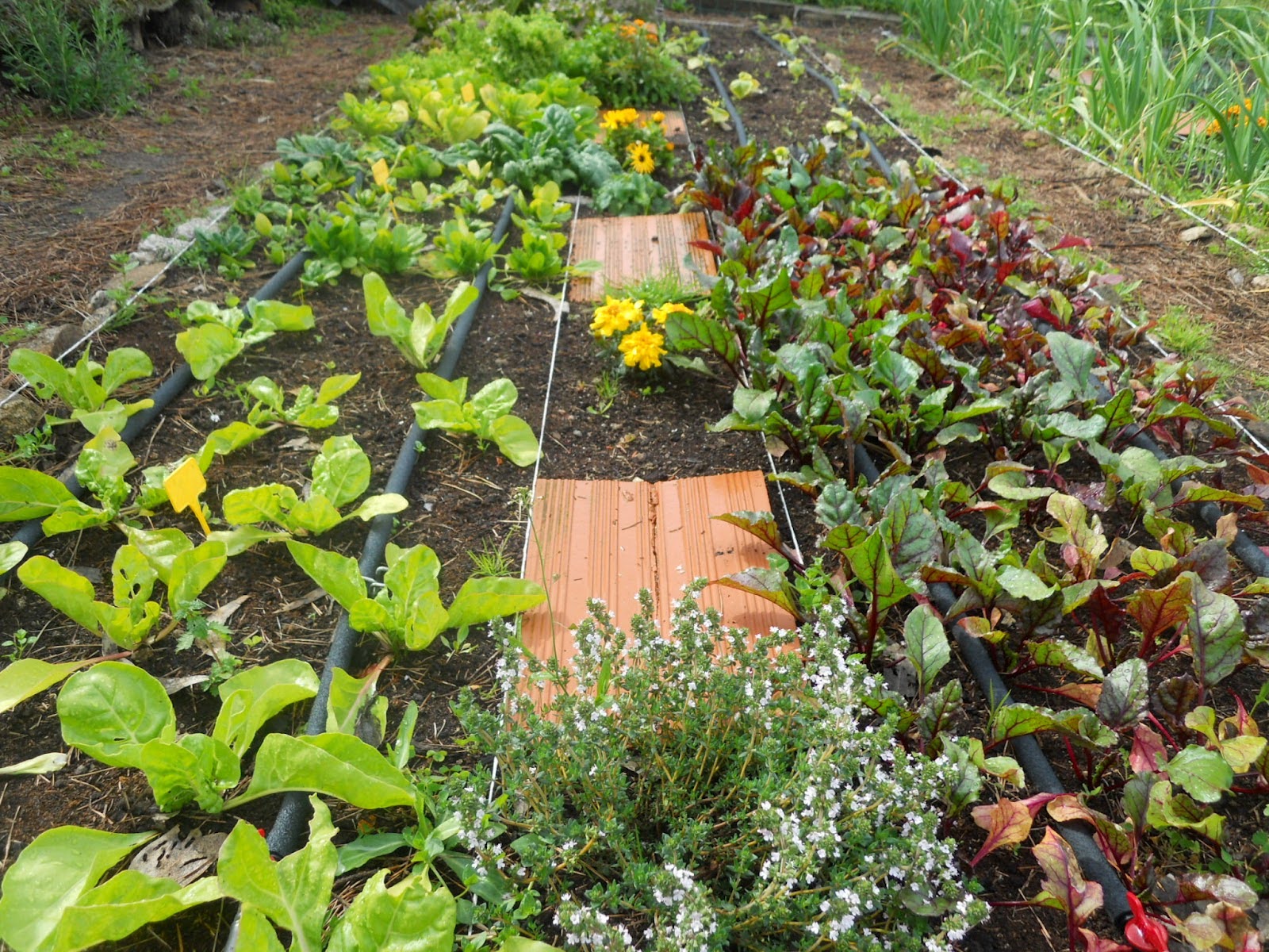 Huerta