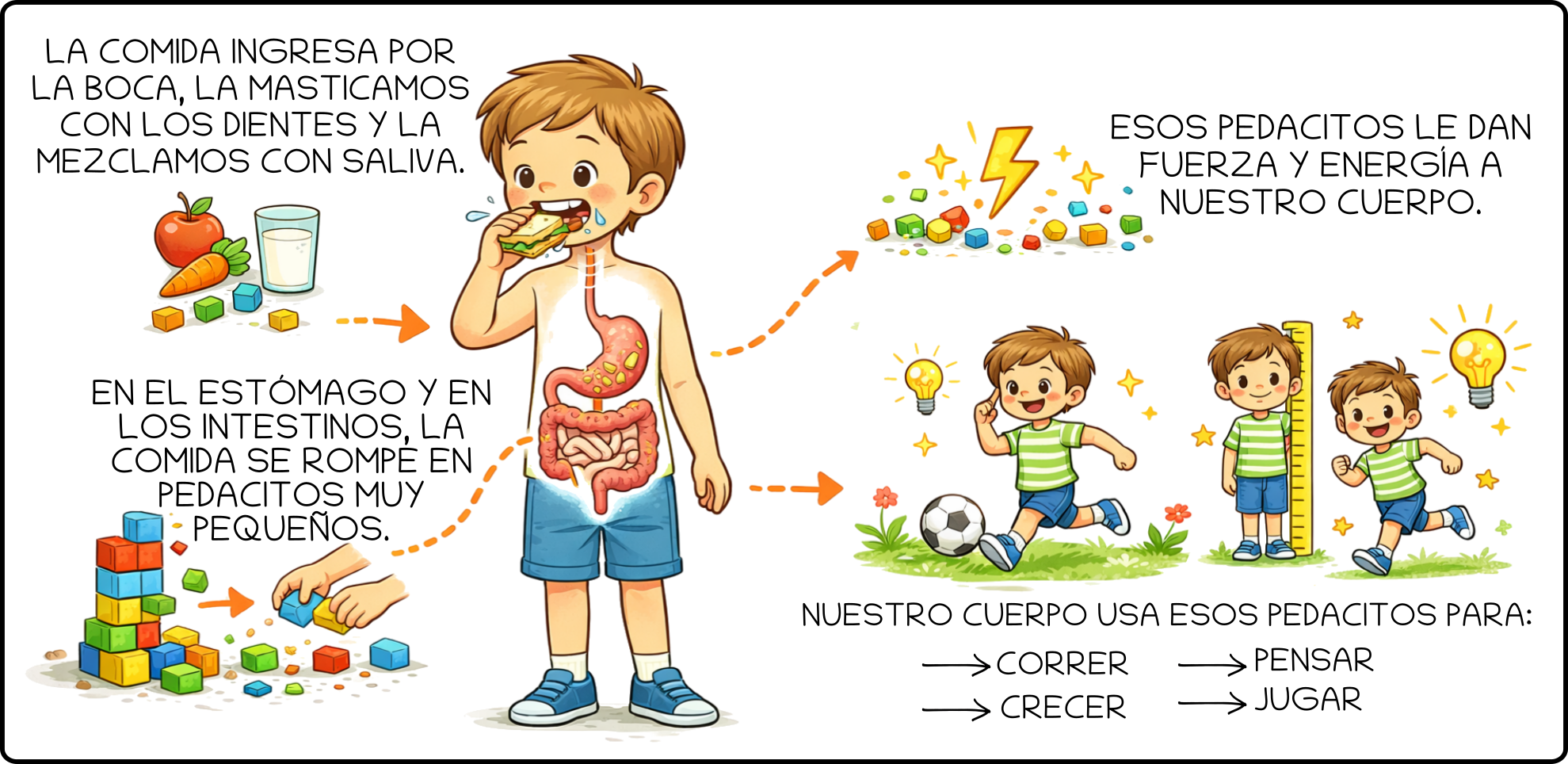 Digestion